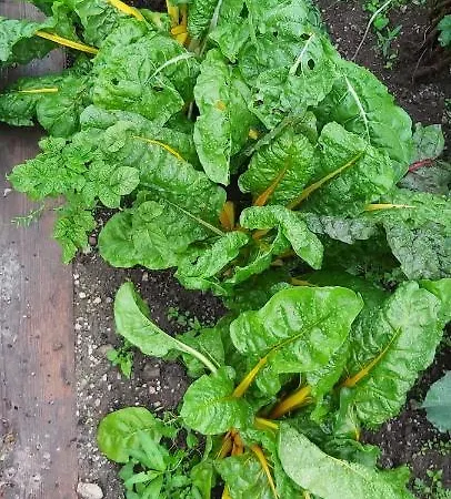 Holzmeister Sankt Jakob in Haus