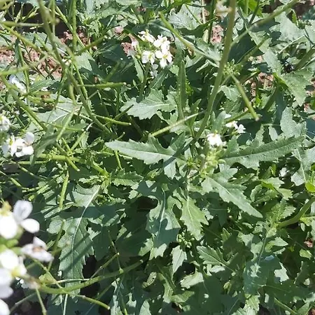 Séjour à la ferme Holzmeister