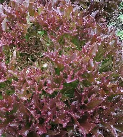 Holzmeister * Sankt Jakob in Haus