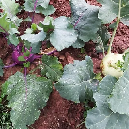 Holzmeister Séjour à la ferme