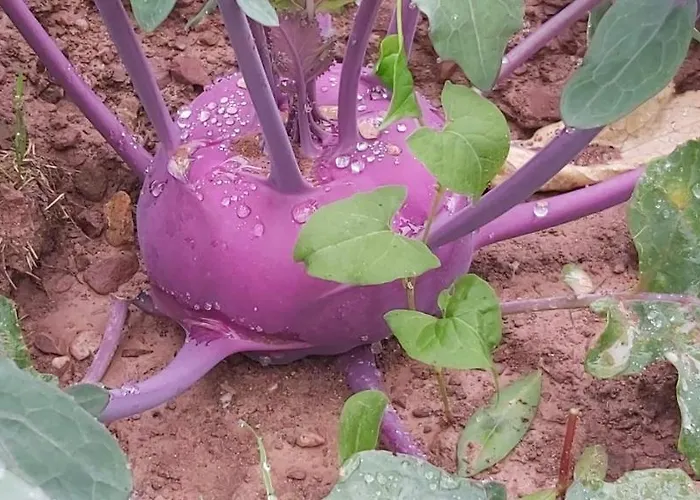 Holzmeister Bauernhof St. Jakob in Haus
