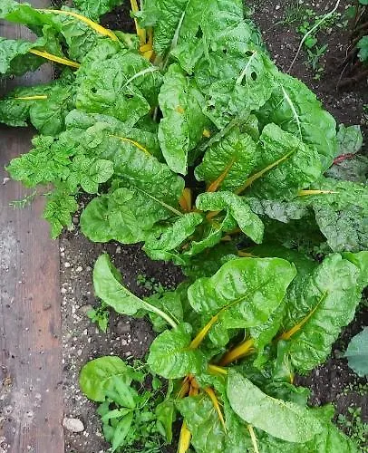 Holzmeister St. Jakob in Haus