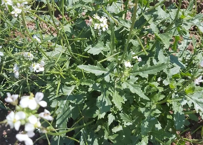 Bauernhof Holzmeister