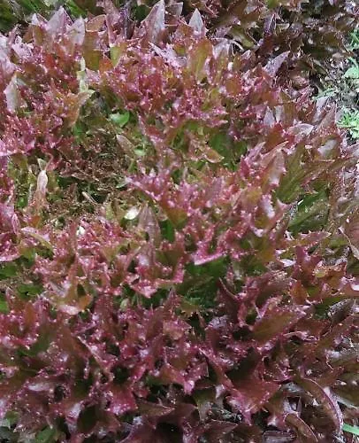 Holzmeister * St. Jakob in Haus