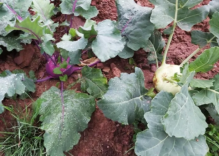 Holzmeister Bauernhof