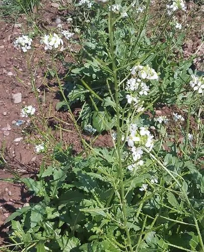 Holzmeister Bauernhof St. Jakob in Haus