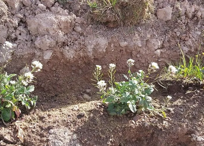 Bauernhof Holzmeister *