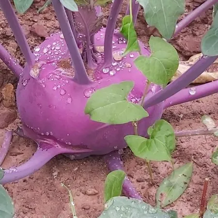 Holzmeister Фермерский дом Санкт-Якоб-ин-Хаус