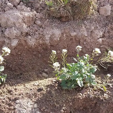 Фермерский дом Holzmeister *